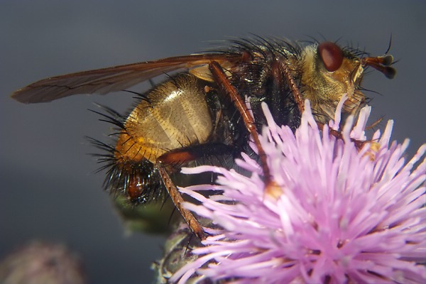 1465-dip-tachinidae-tachina-fera-tassenbach-030903.jpg