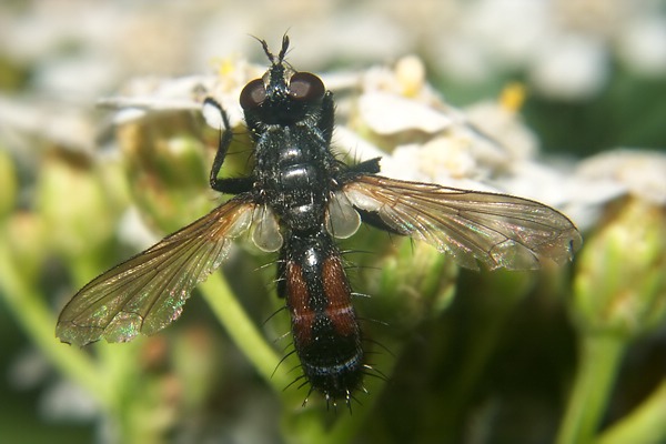 5332-5331-dip-tachinidae-cylindromyia-interrupta-buschhoven-0603.jpg