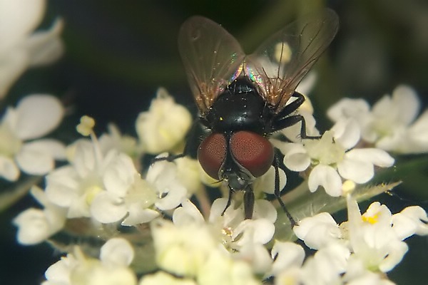 6642-6644-dip-tachinidae-phasia-pusilla-heimertzheim-280903.jpg