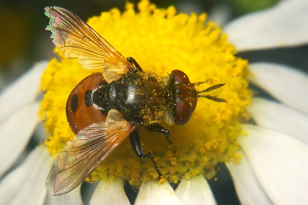 6819-6804-dip-tachinidae-gymnosoma-rotundatum-buschhoven-300903.jpg