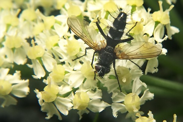 8612-dip-tachinidae-phyllomyia-volvulus-kalksteinerbachtal-050804.jpg