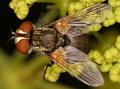 clytiomyia-2005-06-07-5492_1_t1.jpg