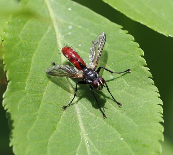 cylindromyia-bicolor-2021-06-13a-forum.jpg