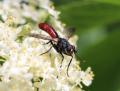 cylindromyia-bicolor-2021-06-13b-forum_t1.jpg