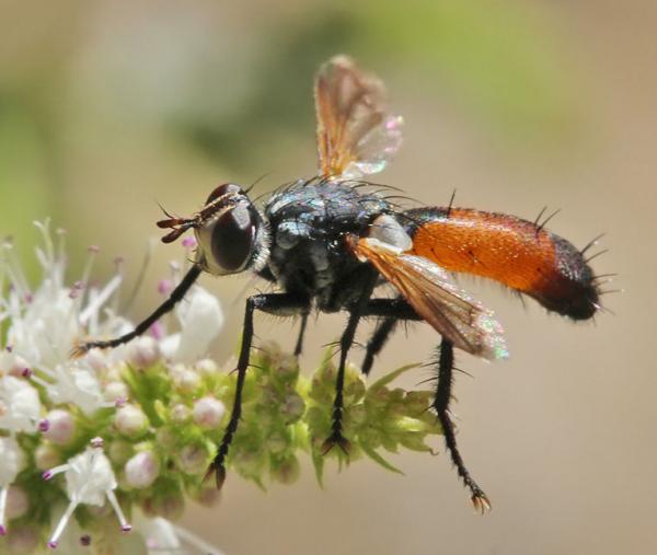 cylindromyia_pilipes_m_01_di.jpg