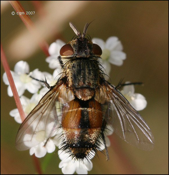 frontina_laeta_20070722_sweden.jpg