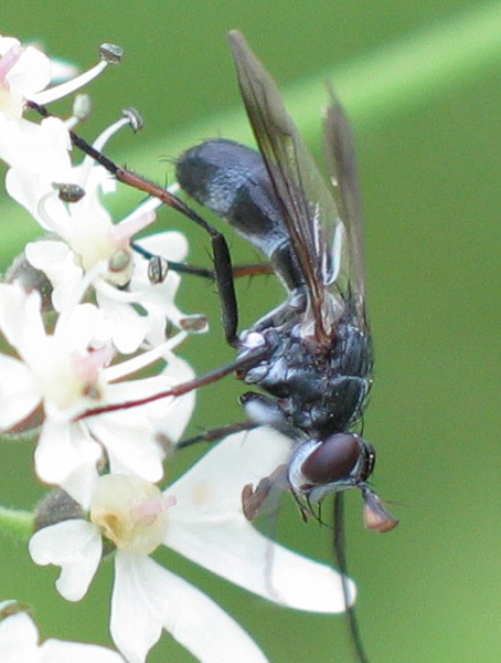 lophosia_fasciata_spa_belgium_11072003.jpg