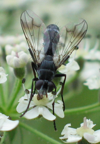 lophosia_fasciata_spa_belgium_11072003__1.jpg