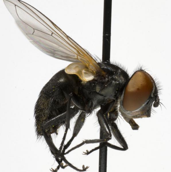 phasia_aurulans_f_jf09-3093.jpg