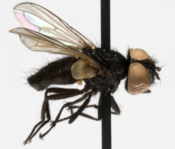 phasia_barbifrons_jf07-2014.jpg