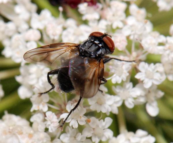 phasia_obesa_01.jpg