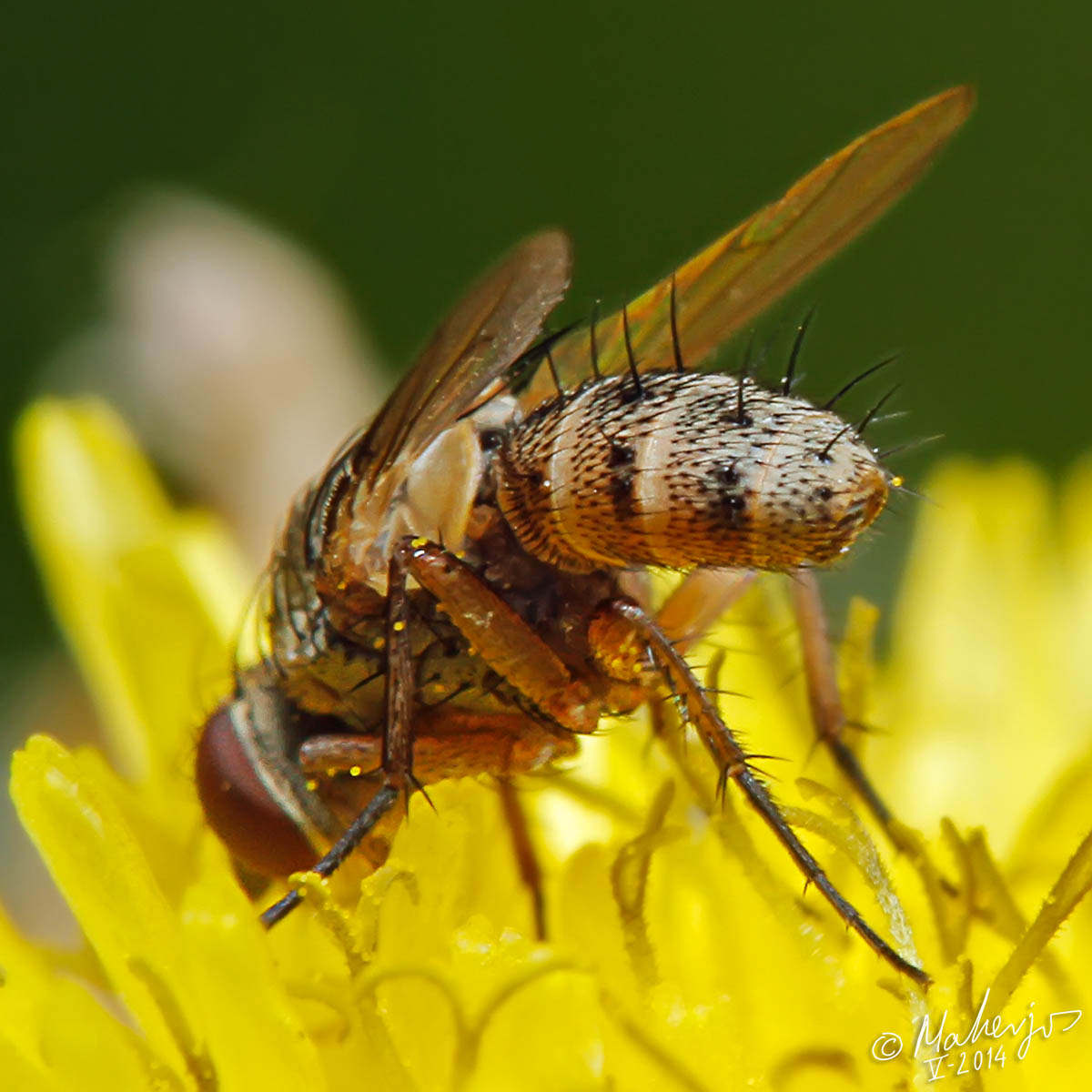 Tachinidae: Siphona cf. hokkaidensis (male) (2)