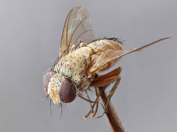 tachinid1_25.jpg