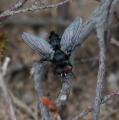 tachinid_t1.jpg