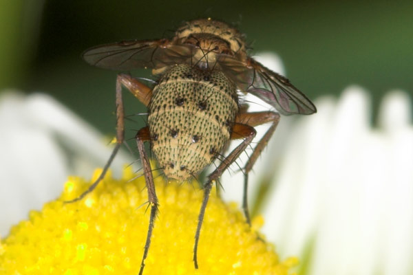 tachinidae-siphona-geniculata4.jpg