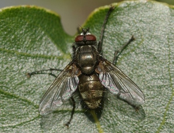 tachinidae_1.jpg