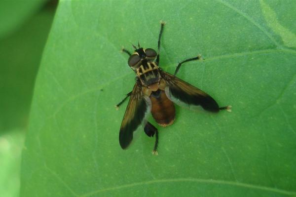 tachinidae_trichopoda_pennipes_01.jpg