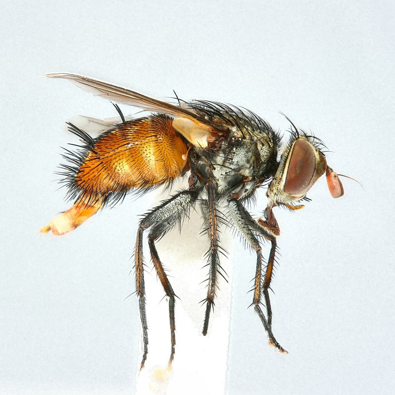 Tachinidae: Winthemia bohemani (female) (2)