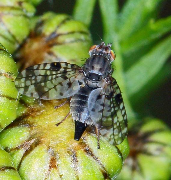 800campiglossa_difficilis_tephritidae3mm_latberget_180621_1436.jpg