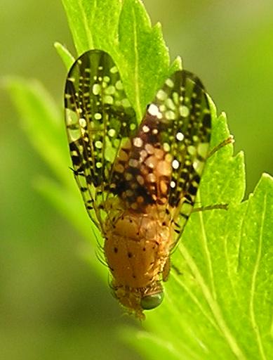 acinia_corniculata.jpg