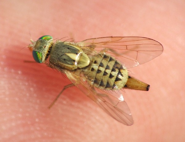 diptera1.jpg