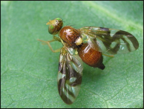 Tephritidae: Euleia heraclei (autumn) (female) (4) Tephritidae: Euleia heraclei (autumn) (female) (4)