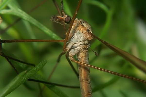 6674-dip-tipulidae-tipula-paludosa-hemmerich-0903.jpg