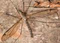 tipula_coerulescens_t1.jpg