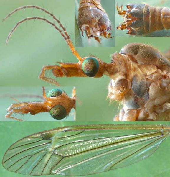 tipula_fascipennis2.jpg