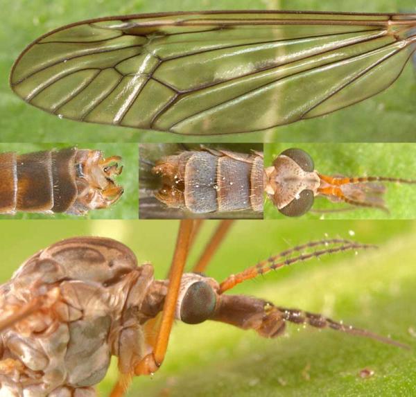 tipula_scripta_collace.jpg