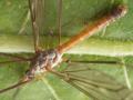 tipula_scripta_t1.jpg