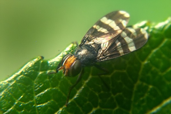 2006-dip-ulidiidae-tephritidae-herina-frondescentiae-groednerjoch-240706kb.jpg