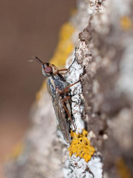 dorycera_maculipennis-f-dip.jpg