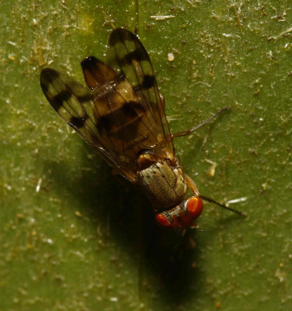 Ulidiidae (= Otitidae): Pterocerina interrupta (female) (2) Ulidiidae (= Otitidae): Pterocerina interrupta (female) (2)