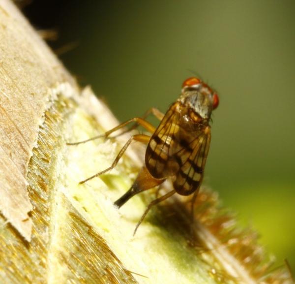 pterocerina_interrupta_mg_2306.jpg