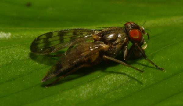 pterocerina_interrupta_mg_8769.jpg