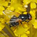 ulidia_apicalis_female_3-3_t1.jpg