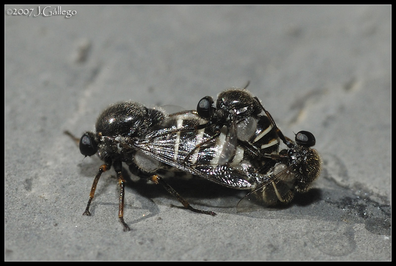 Acroceridae: Ogcodes zonatus (mating frenzy) (2) Acroceridae: Ogcodes zonatus (mating frenzy) (2)