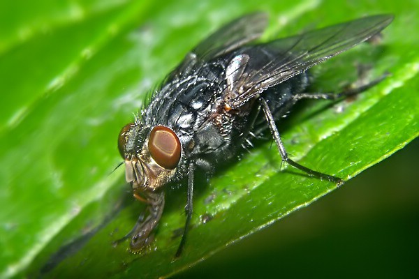 3547-3537-dip-calliphoridae-calliphora-vicina-hemmerich-0603kb.jpg