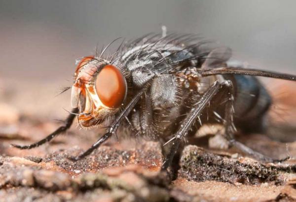 calliphora_subalpina.jpg