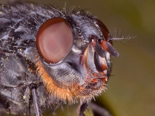 calliphora_vomitoria_hembra_velez8.jpg