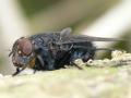 calliphora_vomitoria_m_t1.jpg