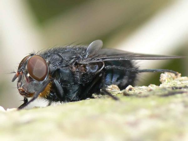 calliphora_vomitoria_m.jpg