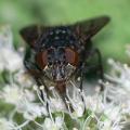 calliphora_vomitoria_w1_t1.jpg