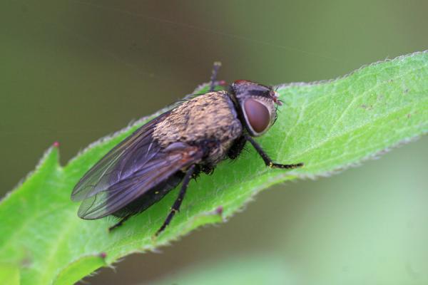 img_9222s_pollenia_cf_amentaria_female.jpg