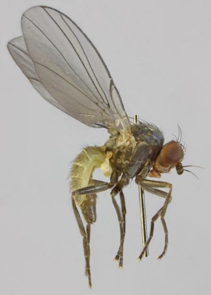 chromatomyia_aprilina_1.jpg