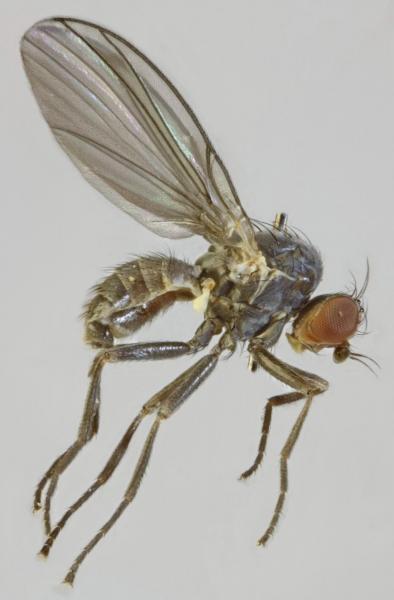 chromatomyia_aprilina.jpg