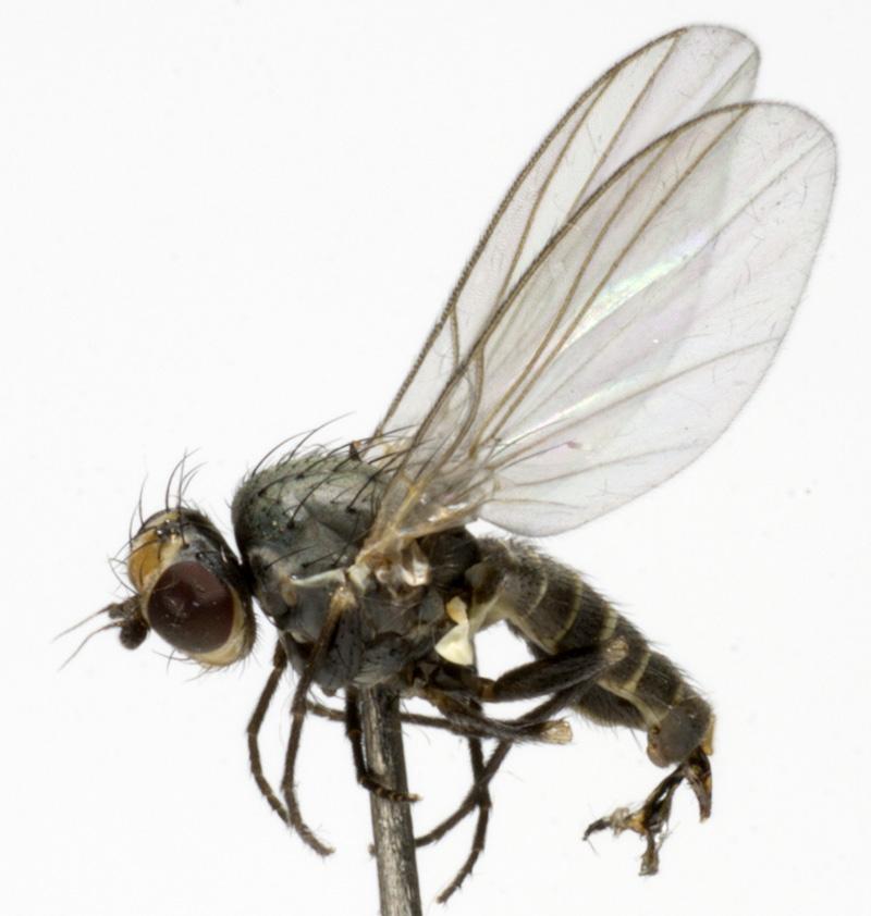 Agromyzidae: Phytomyza continua (male) (1) Agromyzidae: Phytomyza continua (male) (1)