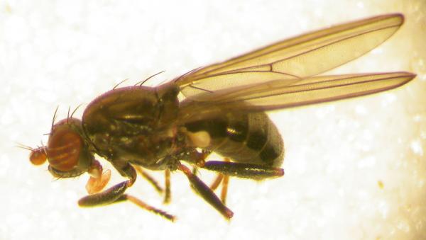 acalypterate.jpg