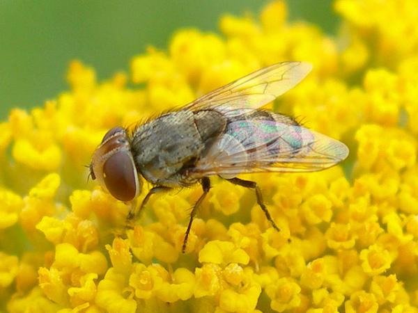 miltogramma_punctatum.jpg